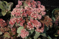 Sedum 'Moonlight Seranade' (4
