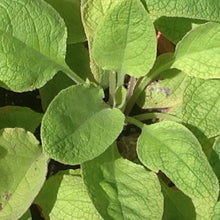Load image into Gallery viewer, Symphytum officinale 'Alba' (1 qt) | White Blooming Comfrey (1 qt)
