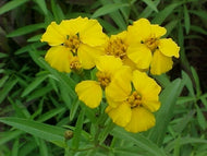 Tagetes lucida (3.5