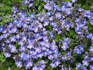 Veronica liwanensis (4