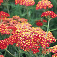Achillea millefolium 'Paprika' (1 qt) | Paprika Yarrow (1 qt)