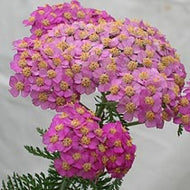 Achillea millefolium 'Apple Blossom' (1 qt) | Apple Blossom Yarrow (1 qt)