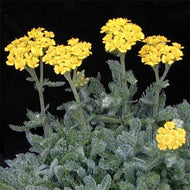 Achillea tomentosa 'King Edward' (4