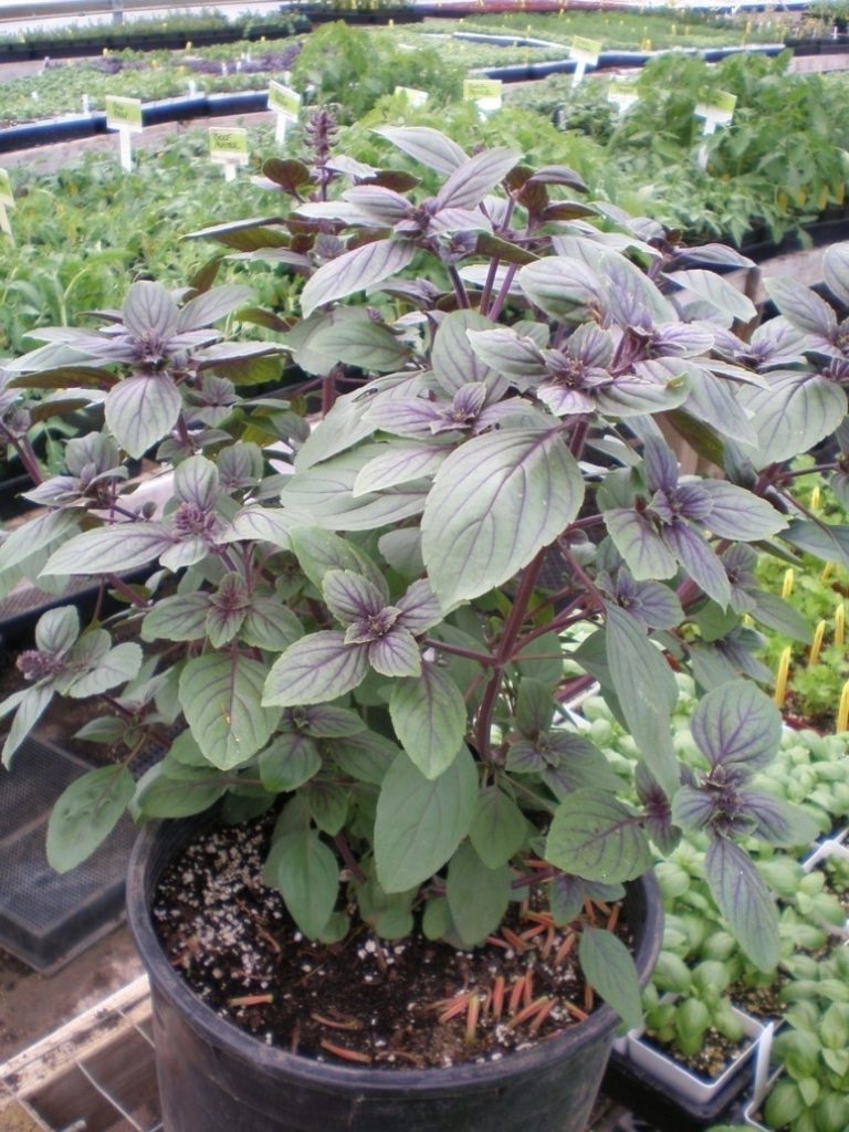 Ocimum kilimandscharicum x basilicum African Blue Basil