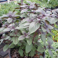 Ocimum kilimandscharicum x basilicum (4