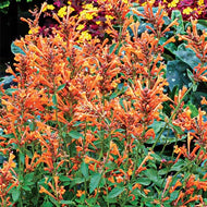 Agastache 'Kudos Mandarin' (1 qt) | Mandarin Dwarf Hummingbird Mint (1 qt)