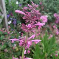 Agastache mexicana 'Sangria' (1 qt) | Sangria Mexican Hyssop (1 qt)