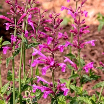 Agastache 'Heatwave' (1 qt) | Heatwave Hyssop (1 qt) – Morningsun Herb Farm