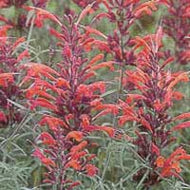 Agastache rupestris 'Apache Sunset' (1 qt) | Root Beer Hyssop (1 qt)