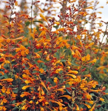 Load image into Gallery viewer, Agastache aurantiaca &#39;Apricot Sprite&#39; (1 qt) | Jewel of the Sierra Madre (1 qt)
