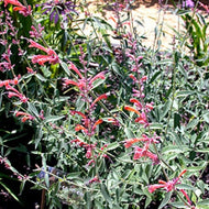 Agastache rupestris (1 qt) | Desert Hyssop (1 qt)