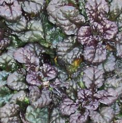 Ajuga reptans 'Metallica' | Metallica Ajuga
