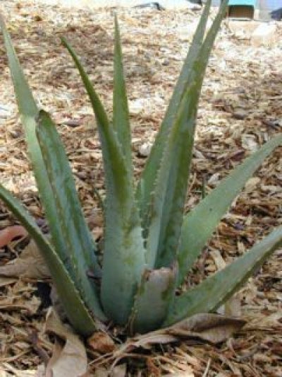 Aloe vera (1 qt) | Aloe Vera (1 qt)
