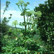 Angelica archangelica (4