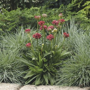 Armeria pseudarmeria 'Ballerina Red' | False Sea Thrifts