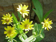 Arnica chamissonis (4