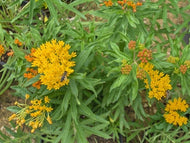 Asclepias tuberosa (1 qt) | Butterfly Weed (1 qt)