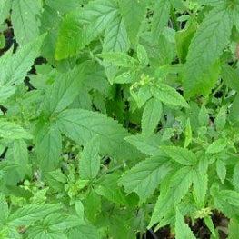 Cedronella canariensis (1 qt)