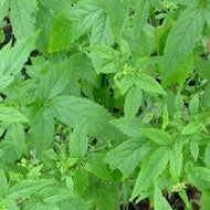 Cedronella canariensis (1 qt) | Balm Of Gilead (1 qt)