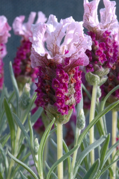 ruffles lavender plant Lavandula stoechas 'Boysenberry Ruffles' (4")
