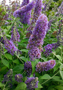Buddleia 'Lochinch' (1 qt) | Summer Lilac (1 qt)