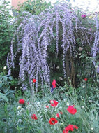 Buddleia alternifolia (1 qt) | Fountain Butterfly Bush (1 qt)
