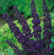 Buddleia davidii 'Black Knight' (1 qt) | Black Knight Butterfly Bush (1 qt)