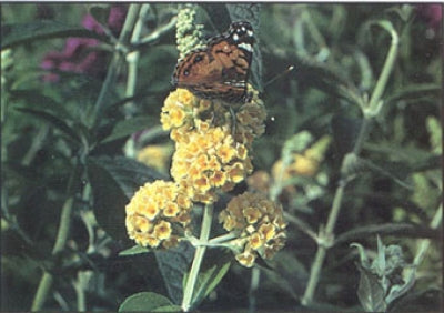 Buddleia x weyeriana 'Honeycomb' (1 qt) | Honeycomb Butterfly Bush (1 qt)