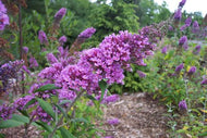 Buddleia davidii 'Peacock' (1 qt) | Peacock Butterfly Bush (1 qt)