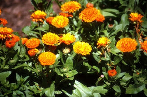 Calendula officinalis (3") | Calendula (3")