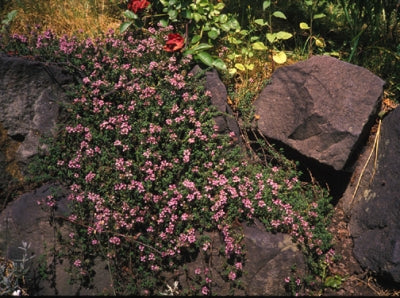 Thymus herba barona | Caraway Thyme