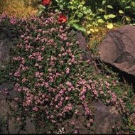 Thymus herba barona (4