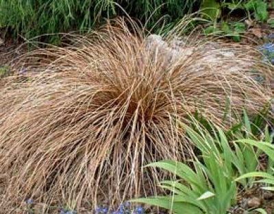 Carex flagellifera | Copper Sedge