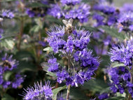 Caryopteris x clandonensis 'Inoveris Grand Bleu' | Blue Mist Shrub