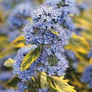 Caryopteris x clandonensis 'Summer Sorbet' | Summer Sorbet Blue Mist Spirea