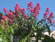 Centranthus ruber 'Rosy Red' | Jupiter's Beard