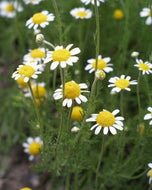 Chamaemelum nobile (4