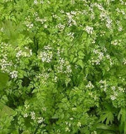 Chervil (3