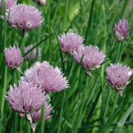 Allium schoenoprasum (3.5
