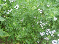 Cilantro (3