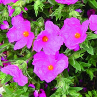 Cistus x pulverulentus 'Sunset' | Magenta Rockrose