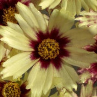 Red Shift Tickseed