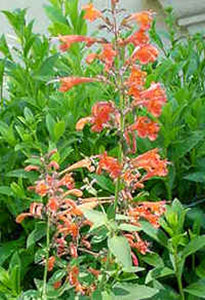 Agastache aurantiaca 'Coronado' (1 qt) | Hummingbird Hyssop (1 qt)