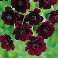 Cosmos astrosanguineus 'Dark Secret' | Chocolate Cosmos