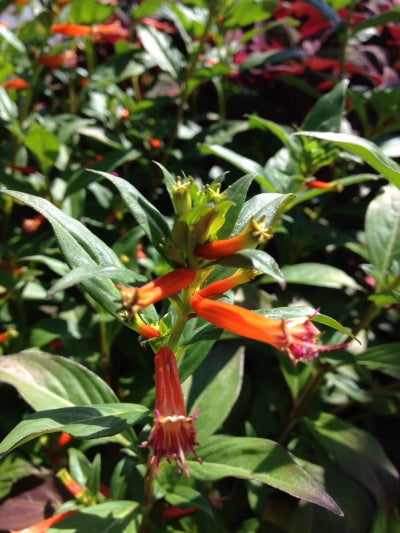 Cuphea ignea 'David Verity' (1 qt) | Large Firecracker Plant (1 qt