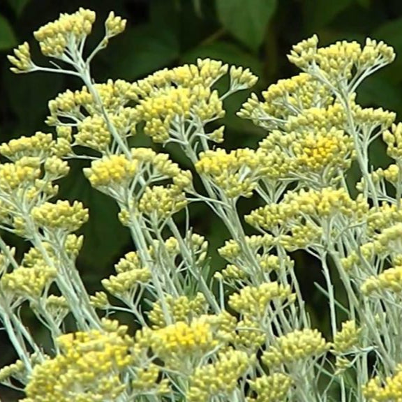 Helichrysum italicum (4