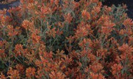 Dicliptera suberecta (1 qt) | Uruguayan Firecracker Plant (1 qt)