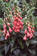 Digitalis x mertonensis (4