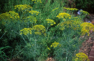 Anethum graveolens 'Superdukat' (3.5