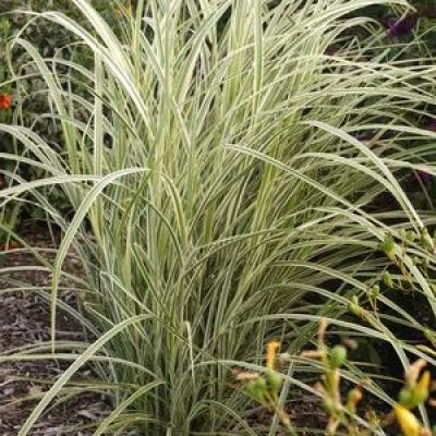 Miscanthus sinensis 'Dixieland' | Dixieland Maiden Grass